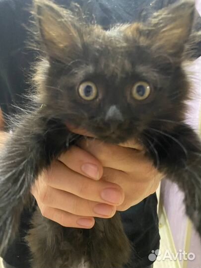 Отдаем в добрые руки