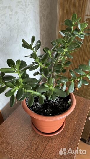 Толстянка крассула