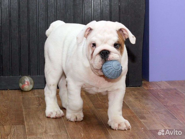 Английский бульдог (вязка)