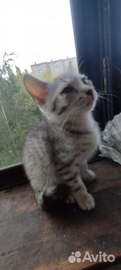 Котеноу белый