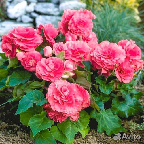 Бегония ампельная махровая (не черенки)