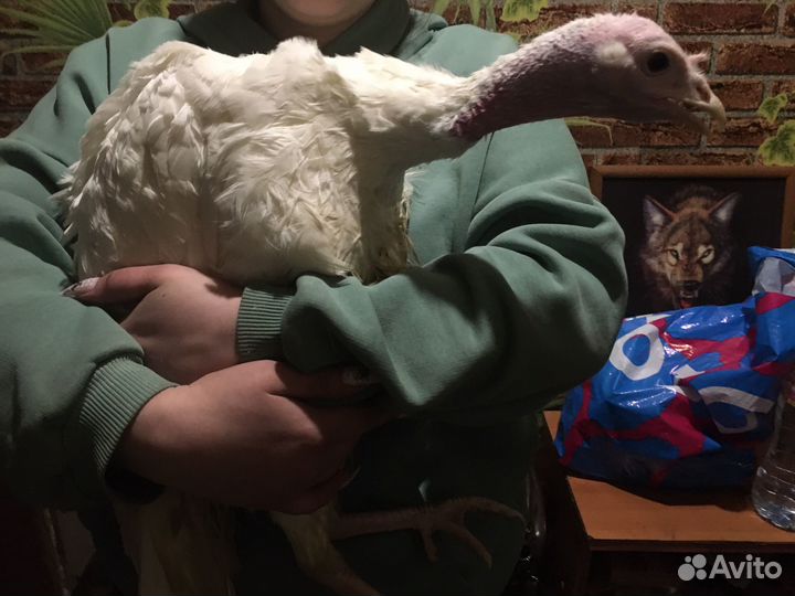 Индюк и индюшка