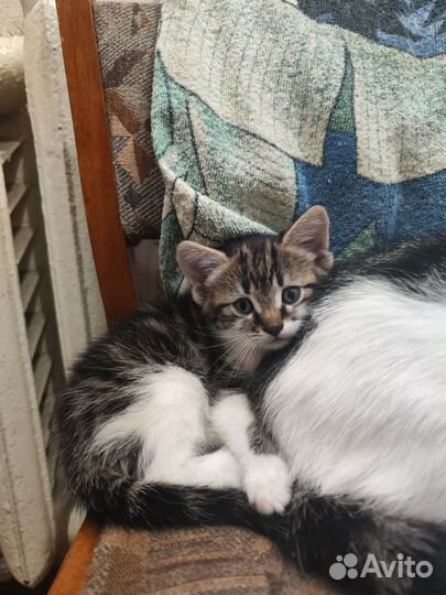 Котенок в хорошие руки