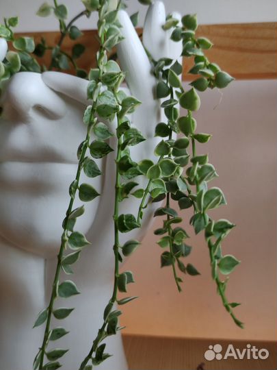 Хойи. Сильвер Доллар