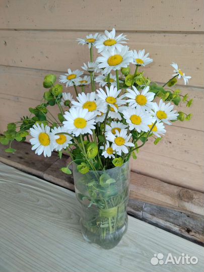 Ромашка садовая