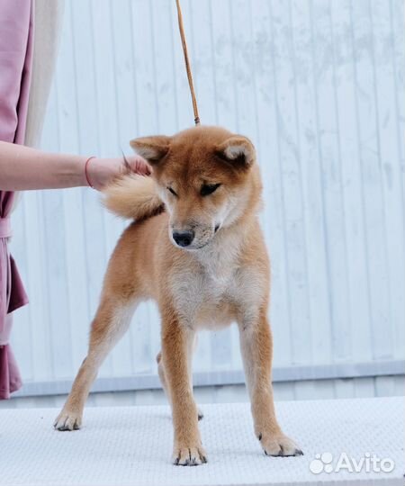 Мальчик Сиба