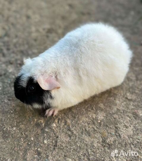 Морская свинка американский тедди