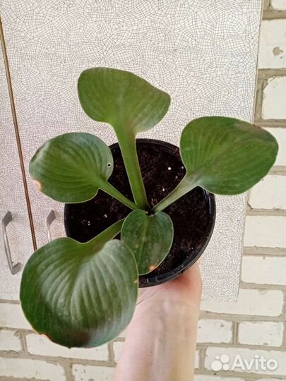 Хосты сортовые, 6 сортов, в горшках. зкс