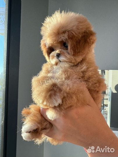 Мальтипу из Кореи