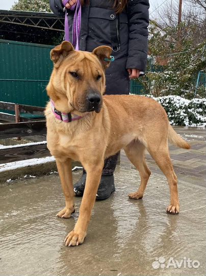 Собака в добрые руки