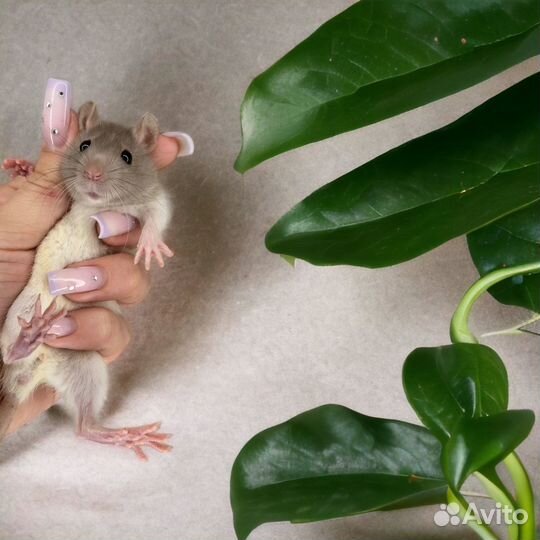 Крысы с клеткой. Крысята Дамбо. Крыса
