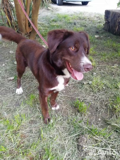 Замечательный пёс