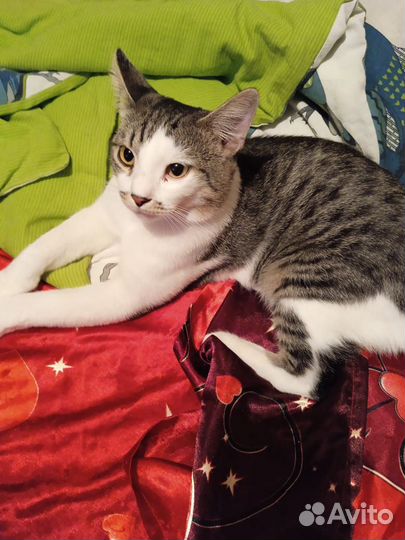 Кошка в дар
