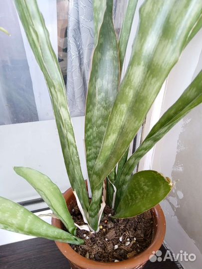 Сансевиерия