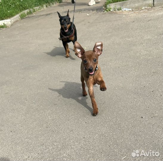 Щенки цвергпинчера