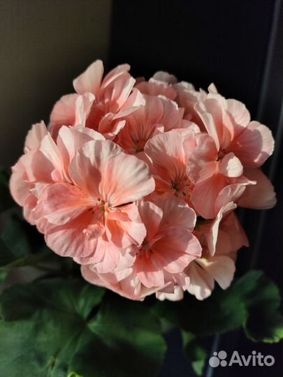 Пеларгония, герань сортовая PAC Salmon Princess