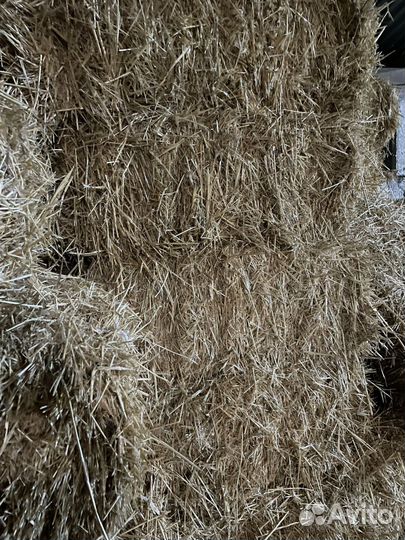 Солома ячменная
