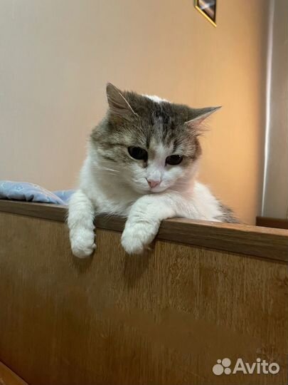 Передержка котов и котоняня на дом