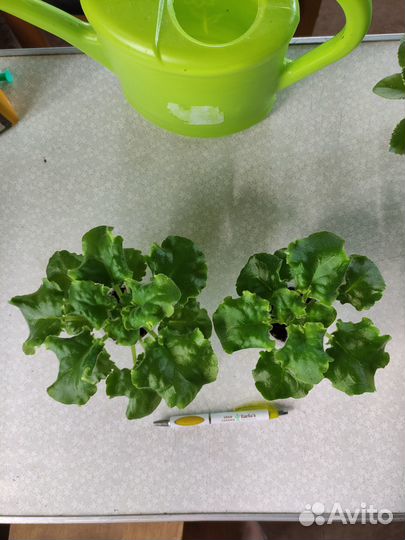 Детки сортовых фиалок