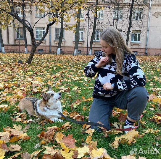 Дрессировка собак. Кинолог