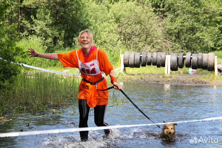 Кинолог / Дрессировка собак