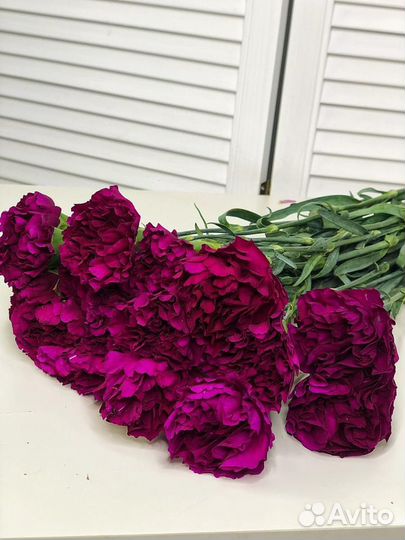 Гвоздика, Купить гвоздики оптом, Цветы Спб