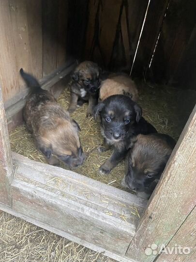 Щенки