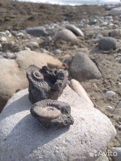 Сафари за Окаменелостями