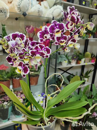 Орхидея фаленопсис