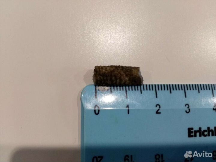 Окаменелая игла морского ежа