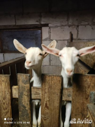 Зааненских козёл, козлята, козы покрытые