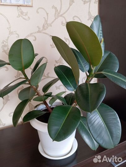 Фикус каучуконосный