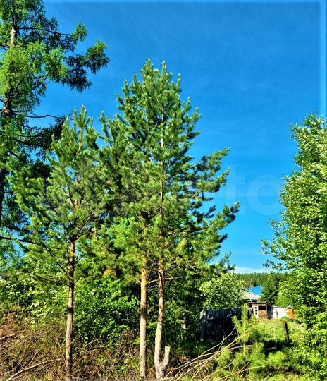 Участок 19 сот. (ИЖС)