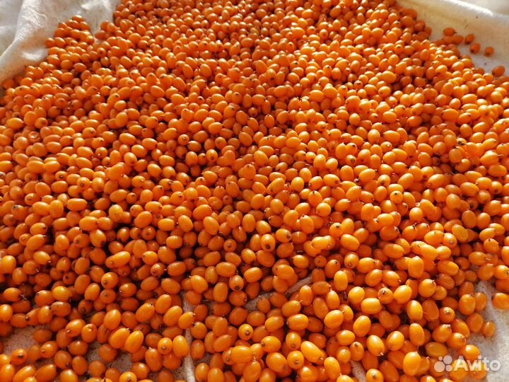 Облепиха свежая