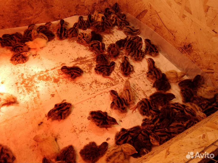 Перепела суточные