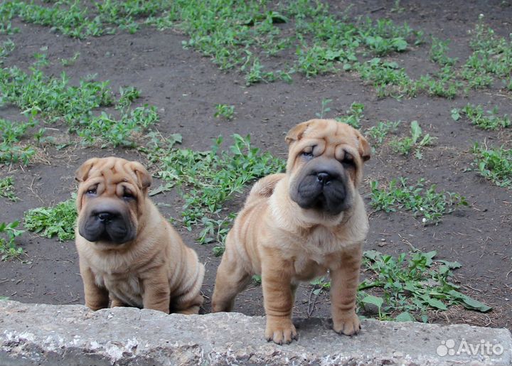 Очаровательные Девочки