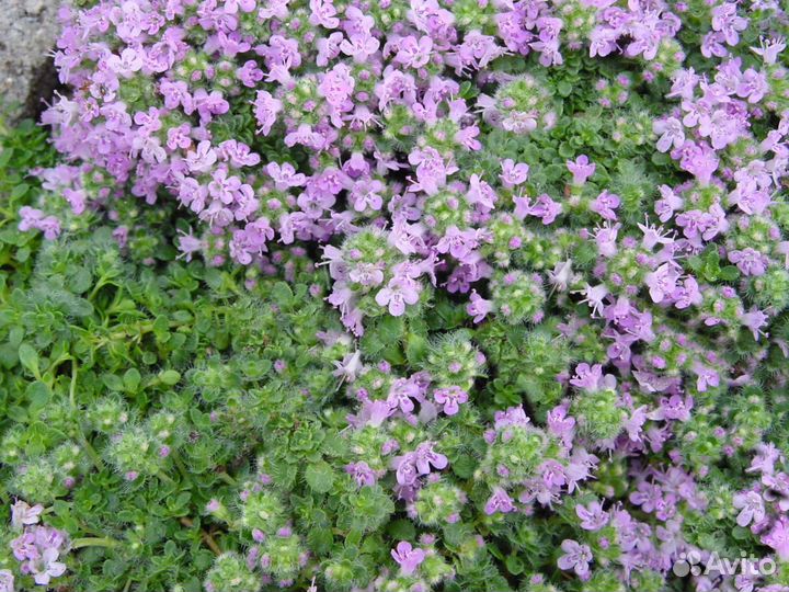 Пряные и лекарственные многолетники