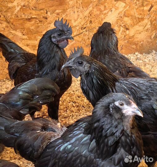 Молодые, черные петушки. Амераукана
