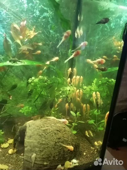 Сомики, корм