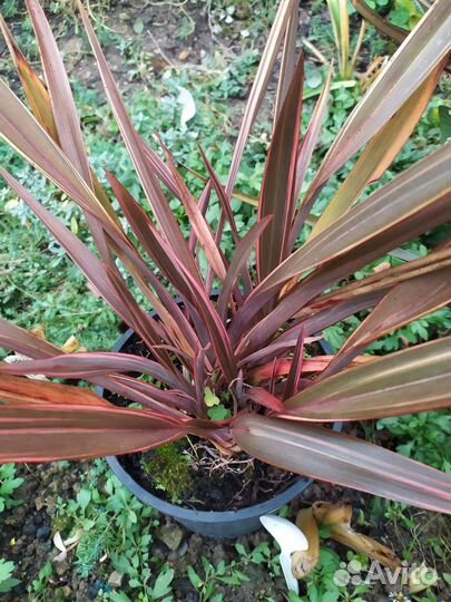 Азалия вариегатная, лен новозеландский