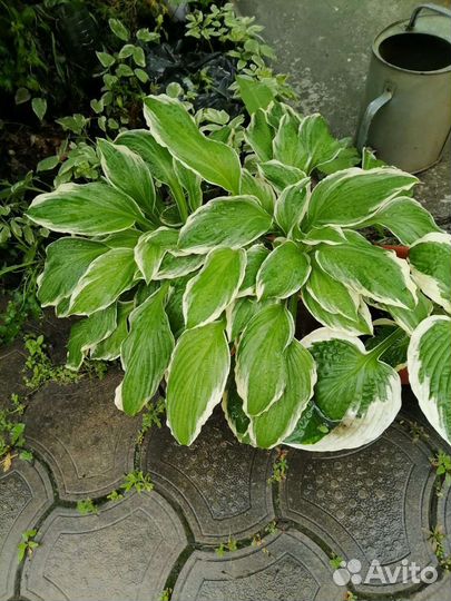 Хоста растение