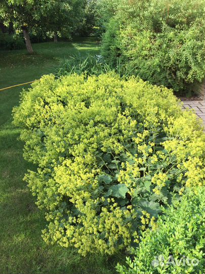 Тимьян ползучий, чистец шерстистый, манжетка