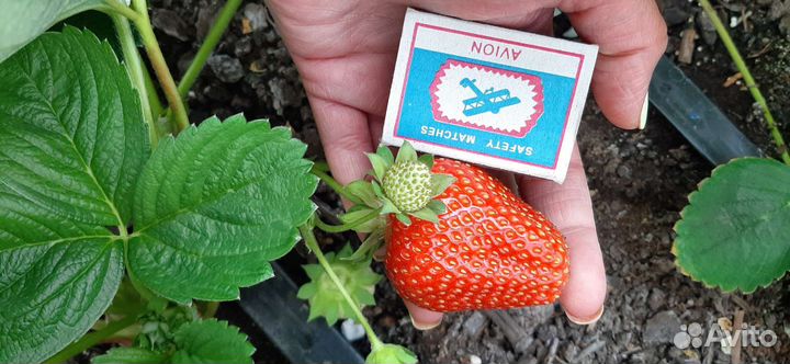 Саженцы клубники Альба, Азия, Сенсация