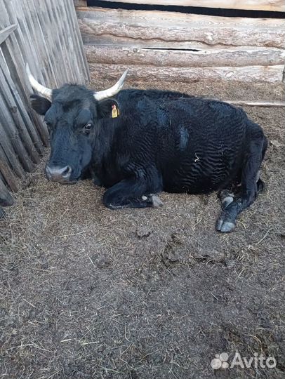 Продам коров