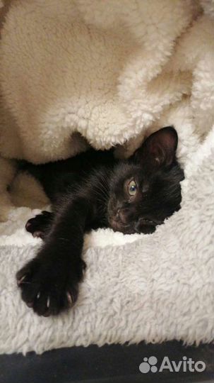 Красивые Кошки в добрые руки