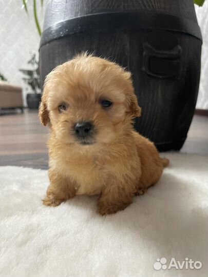 Мальтипу крохи