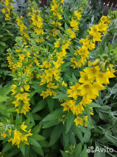 Лихнис Рудбекия Эхинацея Василек Ландыш Розга