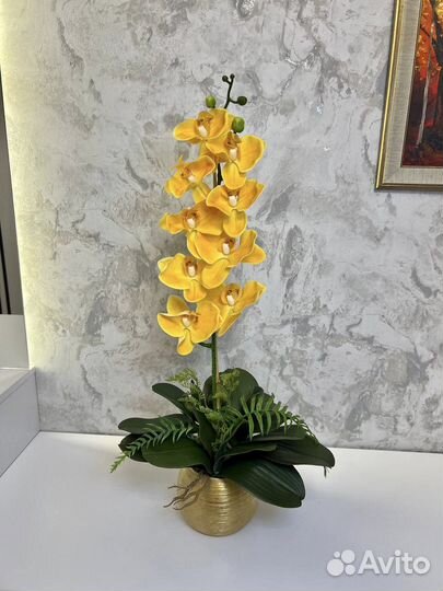 Орхидея фаленопсис