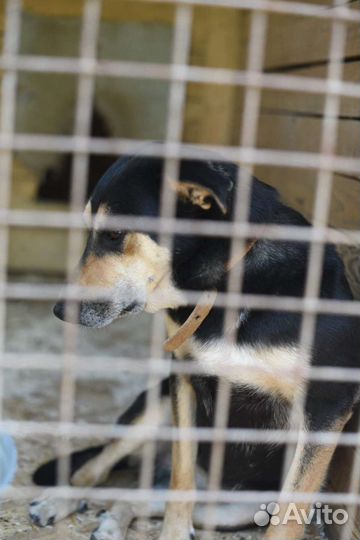 Молодая собака Мэй с бездонной тоской в глазах