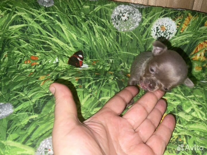 Чихуахуа mini и micro